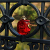 Coach Love - Eau de Parfum thumbnail